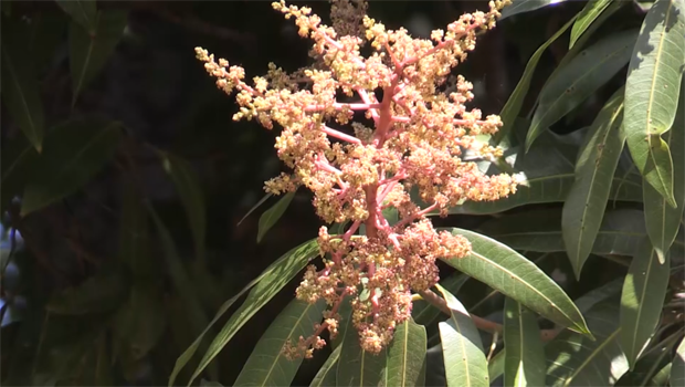 Mangue - Fleur 