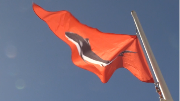 MNS - requin risque - drapeau - plage - rouge