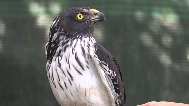 Papangue - Oiseau Réunion - Espèce endémique - SEOR