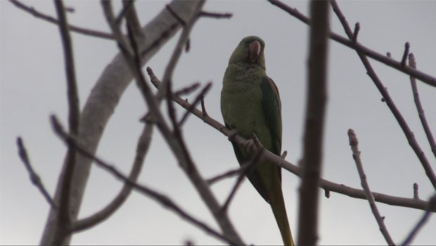 Perroquet - oiseau