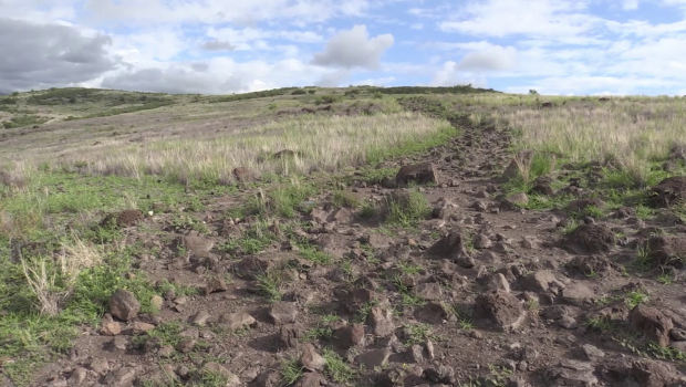 La savane du Cap Lahoussaye se pare de vert