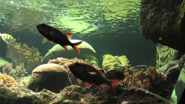 Poissons - Saint-Gilles - Aquarium