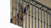 Marseille : la police a abattu un chien 'au comportement agressif'