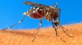 Chikungunya : un passage en situation épidémique "très probable à court terme"