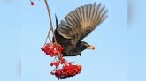 BirdLife : une espèce d'oiseau sur huit menacée d'extinction