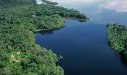 Forêt biodiversité