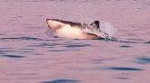 Un requin aperçu dans la Manche : les plages évacuées par précaution