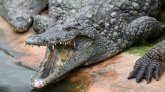 Indonésie : une quadragénaire tuée par un crocodile