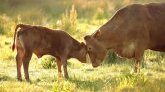 Royaume-Uni : une jeune femme meurt piétinée par une vache, enquête ouverte