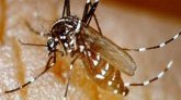 Chikungunya : 1 766 nouveaux cas en une semaine 