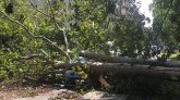 Intempéries à Paris : un homme décédé et deux enfants blessés après la chute d'un arbre