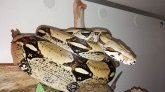 Loire-Atlantique : disparition "inquiétante" d'un boa constrictor 