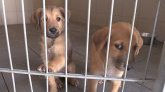 Errance animale : 11 500 chiens et chats errants placés en fourrière chaque année