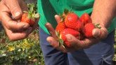 Saint-Pierre : la fraise en fête du 4 au 6 octobre à Montvert les Hauts !