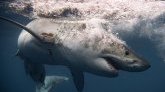 Australie : un homme a été victime d'une attaque de requin 