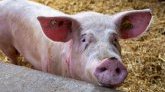 Grippe du porc : l'Anses appelle à 'une plus grande vigilance' en France