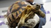 Trafic de reptiles à Madagascar : rapatriement de 400 tortues saisies aux Comores 