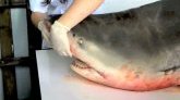 Crise requin : l'arrêté ciguatera reste en vigueur