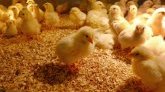 VIDÉO - Une ville géorgienne envahie par des poussins