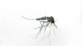 Dengue : plus de 6 400 cas enregistrés à Maurice 