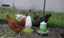 Poules - Poulailler