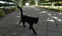 Chat noir