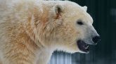 Canada : un homme se bagarre avec un ours polaire pour protéger son épouse