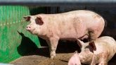 Première détection du virus de la grippe aviaire chez un porc aux États-Unis