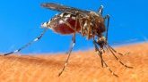 Chikungunya à La Réunion : 204 nouveaux cas signalés en une semaine 