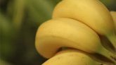 États-Unis : une banane scotchée à un mur vendue 120 000 dollars