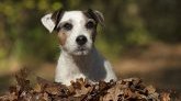 Hérault - Ramassage de crottes de chien : l'ADN canin obligatoire dans une partie de Béziers