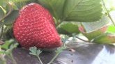 Fête de la Fraise : 3 jours pour mettre à l'honneur le petit fruit rouge !