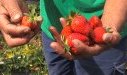 Fraise - Saison des fraises - Fruits de saison - La Réunion