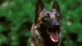 Isère : une fillette de 18 mois dans un état grave après avoir été mordue par un Malinois 