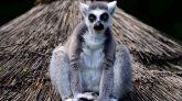 Madagascar : les lémuriens et tortues malgaches saisis en Thaïlande de retour au pays