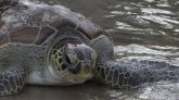 Mayotte : l'association de Sécurité Villageoise de Mtsamoudou dénonce la hausse du braconnage des tortues 