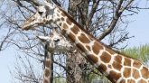 Une scientifique dévoile le cri de la girafe