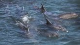 Nouvelle-Zélande : près de 500 dauphins-pilotes se sont échoués 