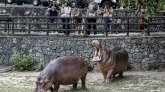 Etats-Unis : un hippopotame tue sa femme, il porte plainte contre le tour-opérateur